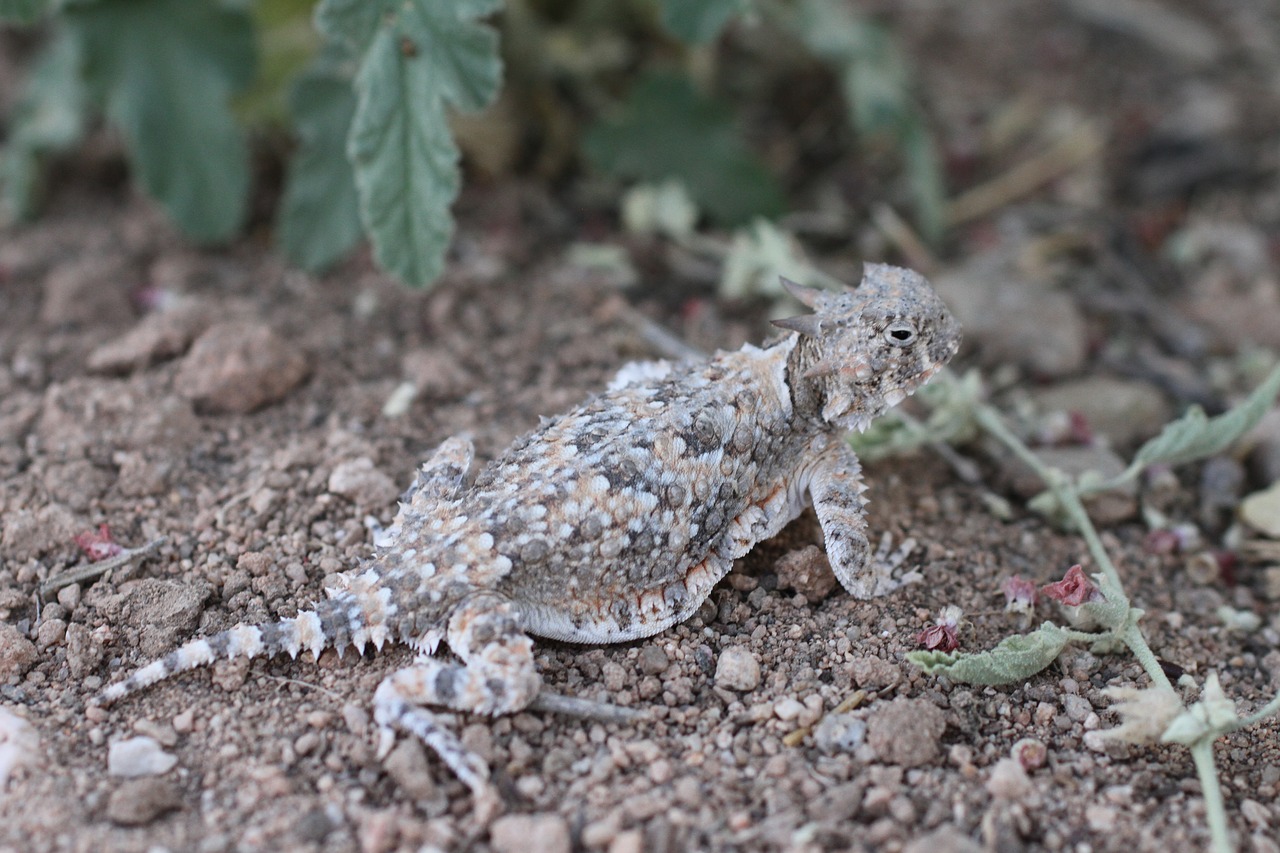Download free photo of Southern desert horned lizard,phrynosoma ...