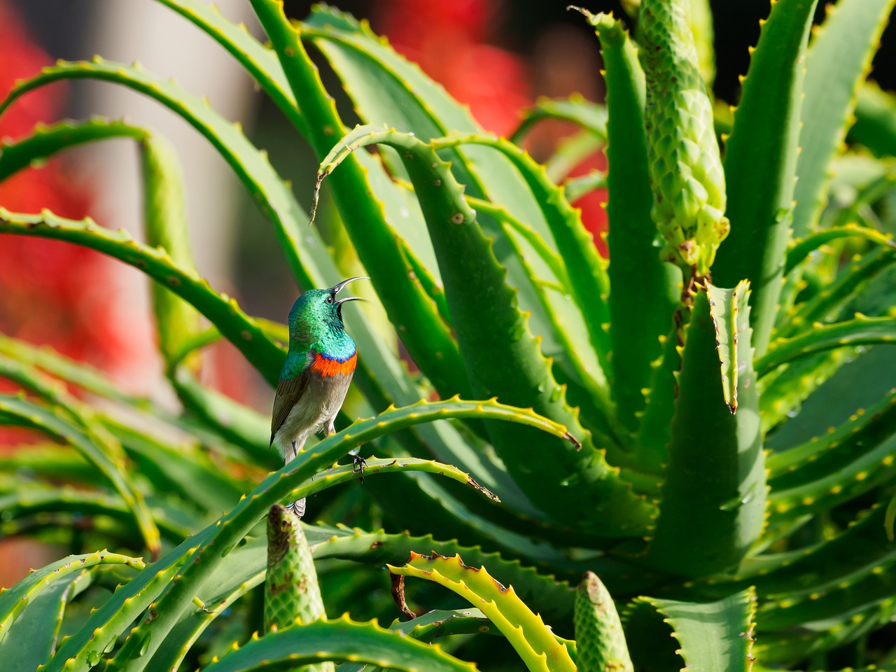 southern double-collared sunbird  bird  male free photo