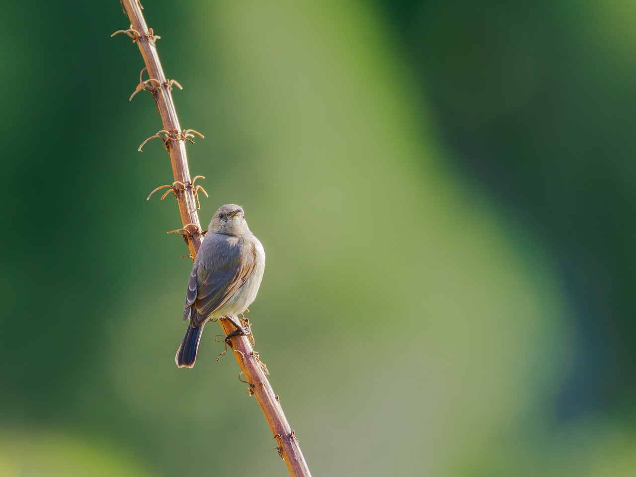 southern double-collared sunbird  sunbird  female free photo