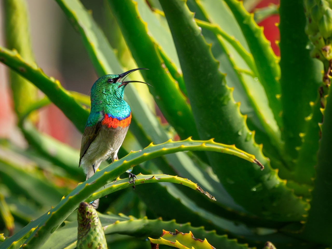 southern double-collared sunbird  male  bird free photo