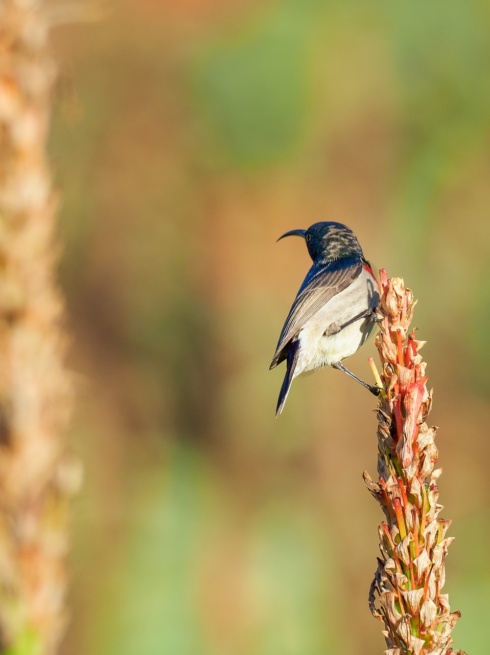 southern double-collared sunbird  bird  male free photo