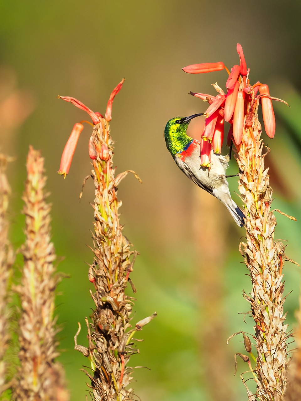 southern double-collared sunbird  male  bird free photo
