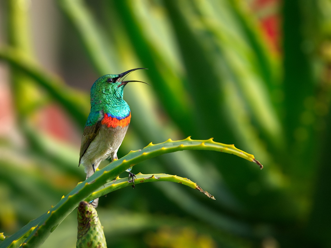 southern double-collared sunbird  male  bird free photo