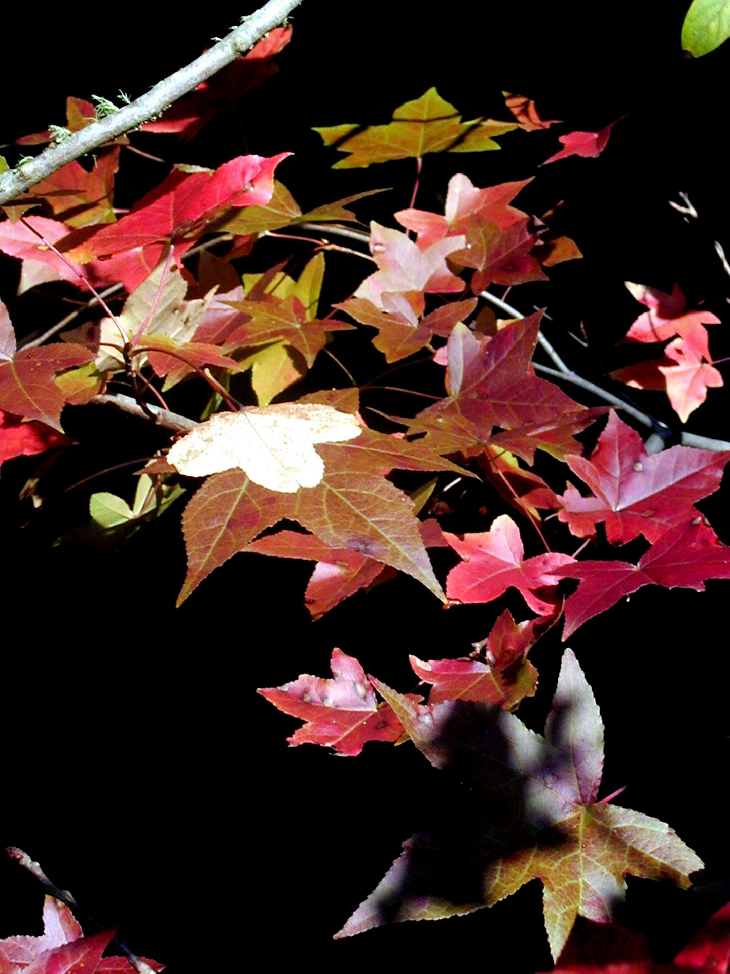 fall color tree free photo