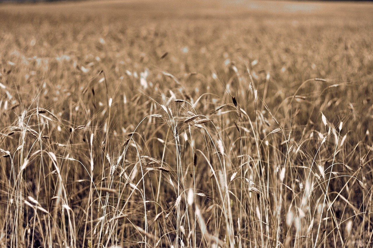 southern france in wheat field france free photo