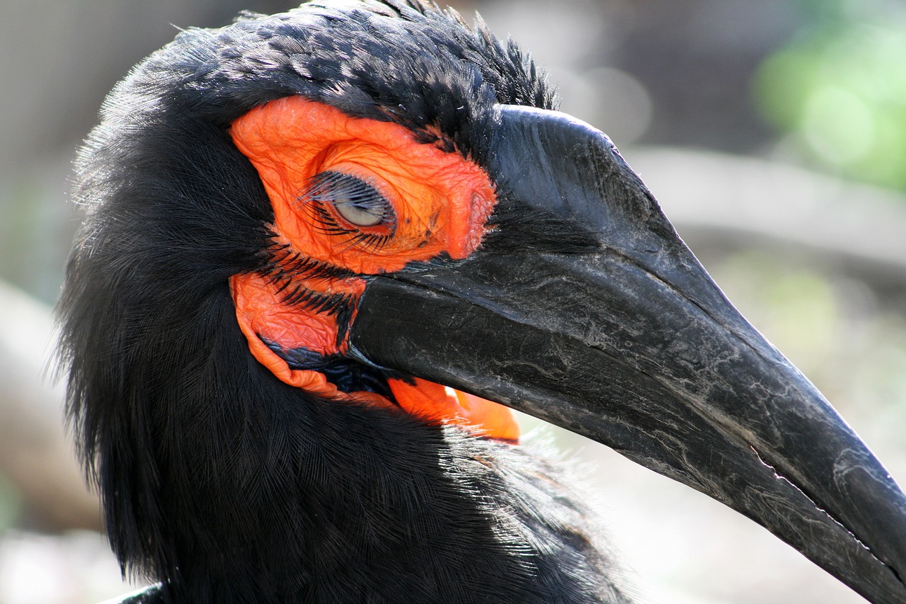 southern ground hornbill bird avifauna free photo