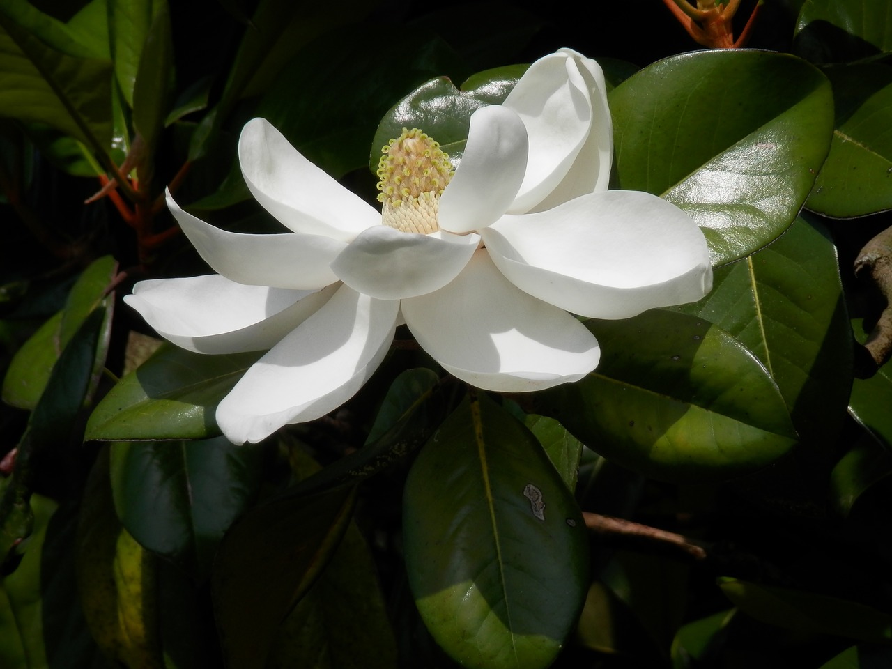 southern magnolia magnolia grandiflora tree free photo