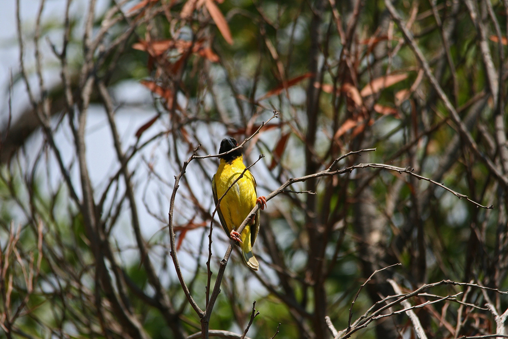 bird weaver yellow free photo