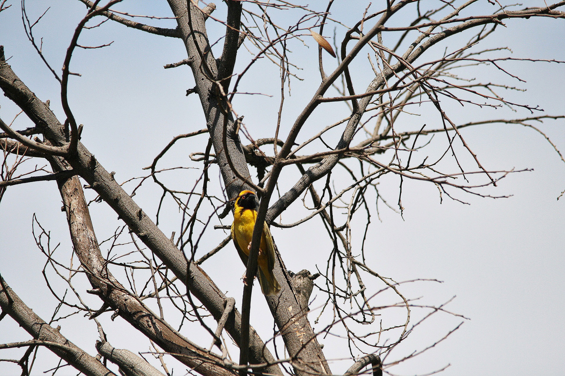 bird weaver yellow free photo