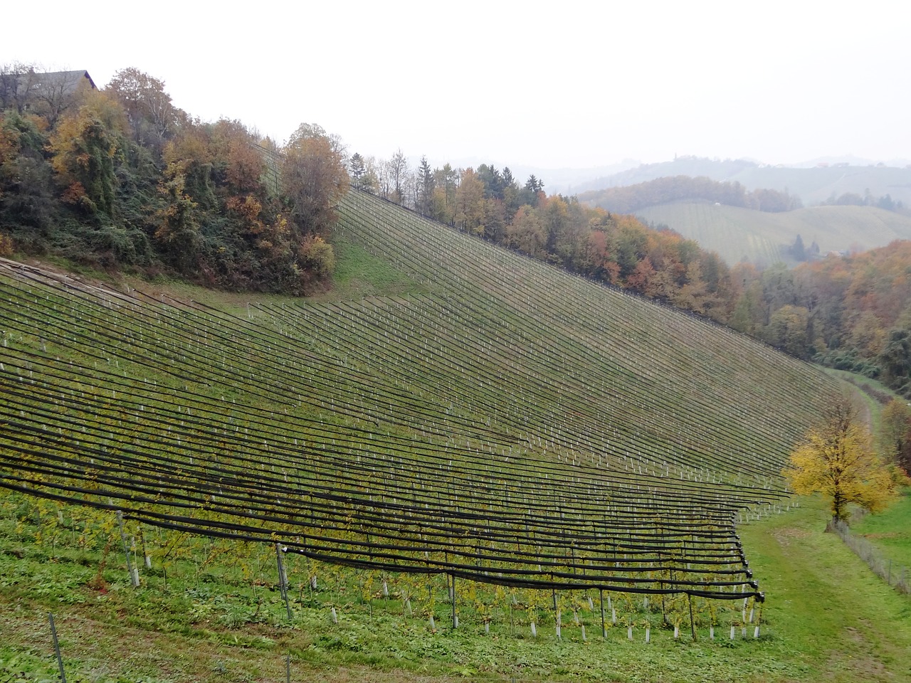 southern styria wine styria free photo