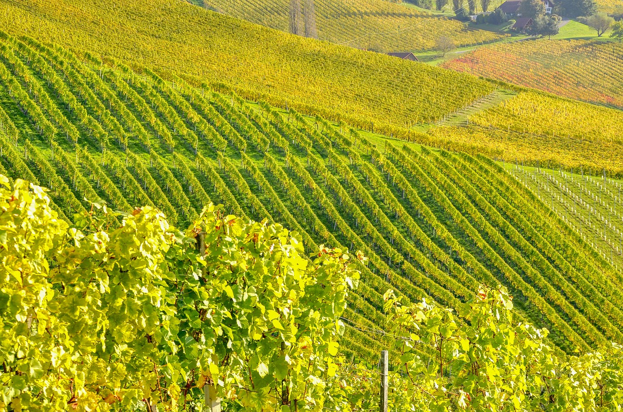 southern styria wine vine free photo