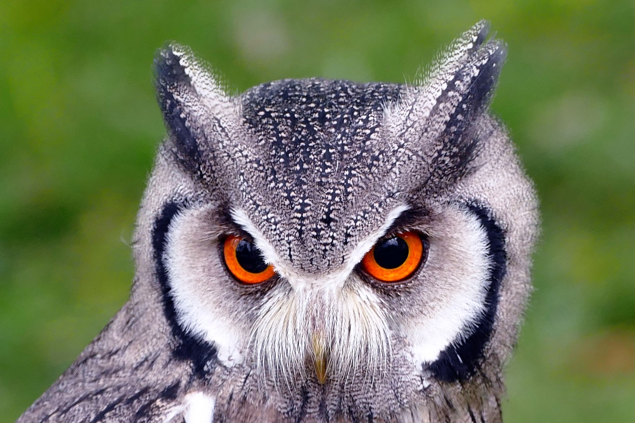 southern white faced owl birds owl free photo