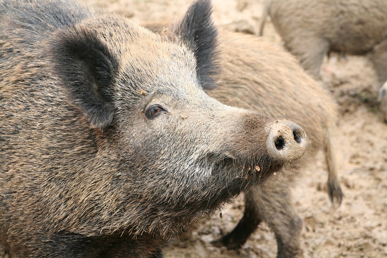 sow boar pig free photo