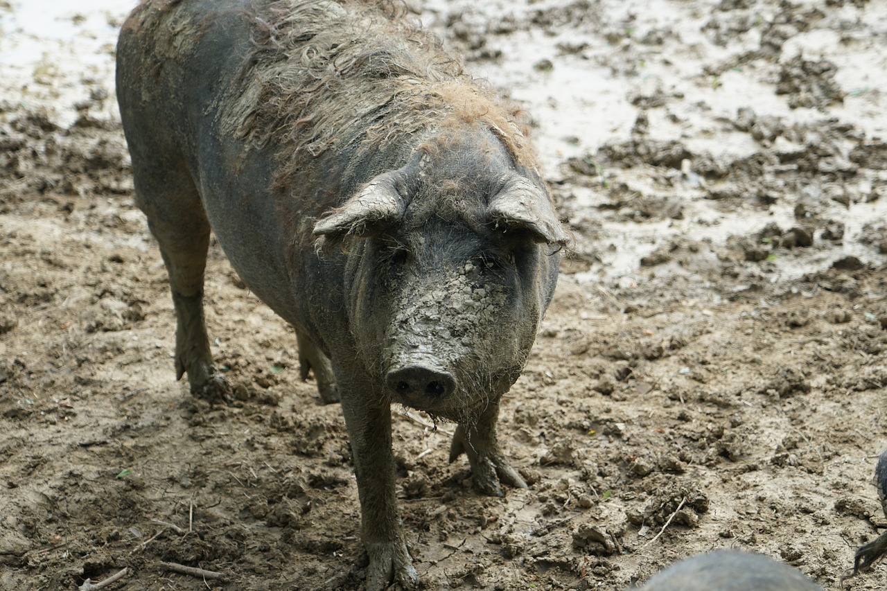 sow domestic pig old breed free photo