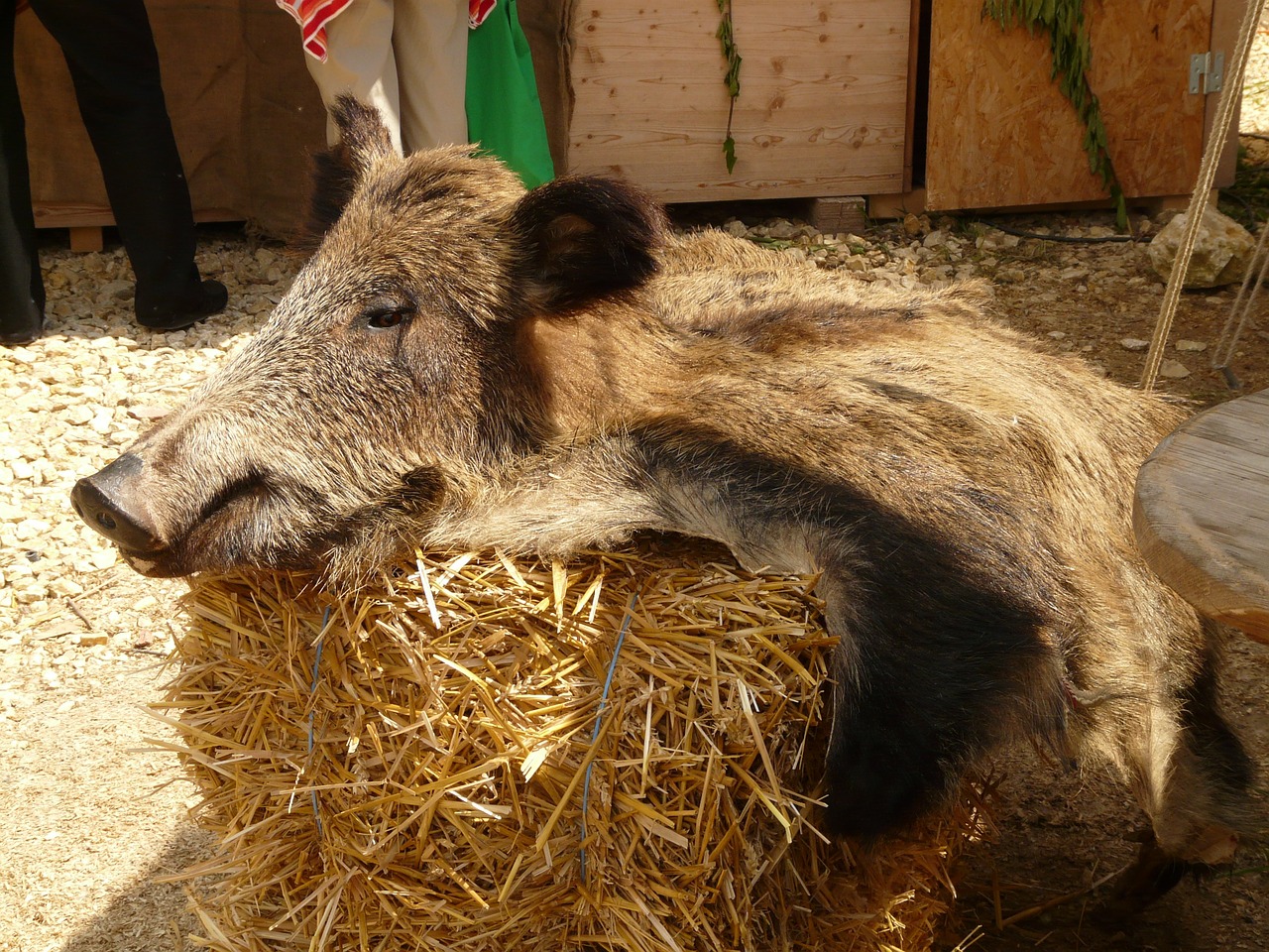sow boar fur free photo