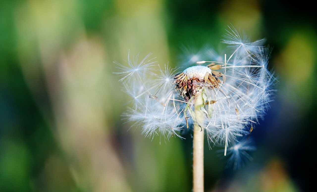 sow thistle grass summer free photo