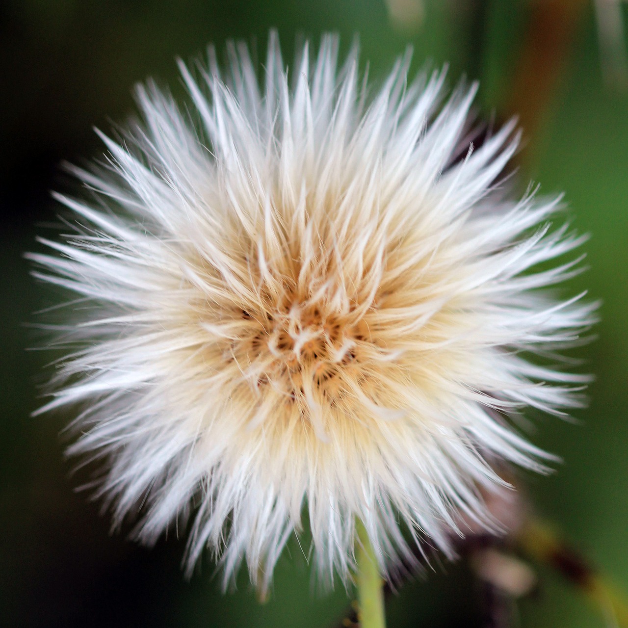 sow thistle seed head nature free photo