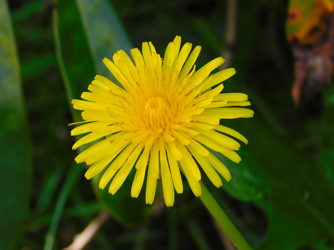 sow-thistle yellow flower spring flower free photo