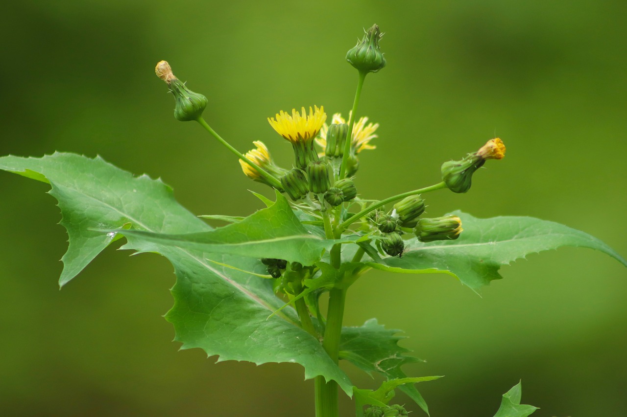 sow-thistle  ordinary sow-thistle  composites free photo