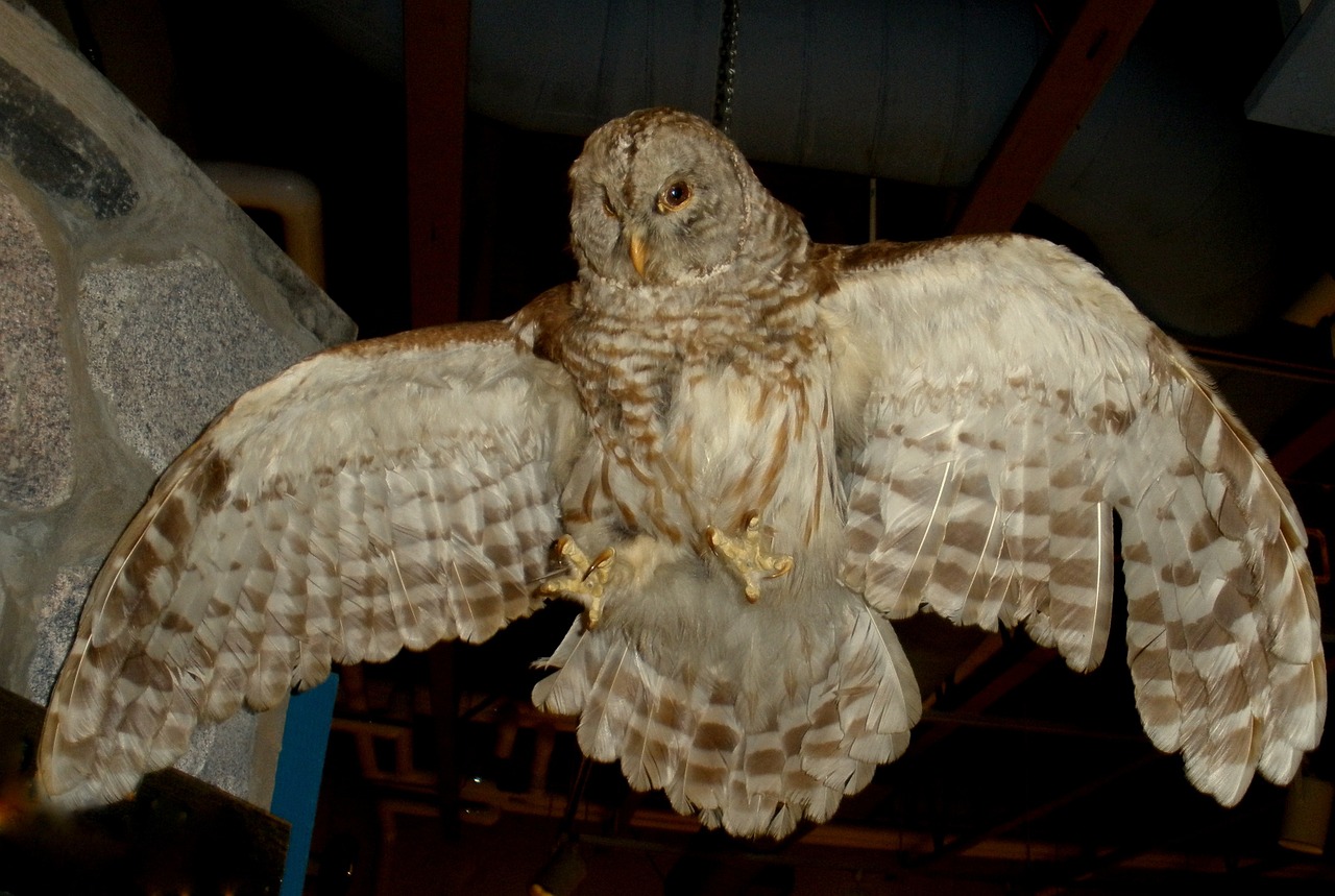 sowa bird owl free photo