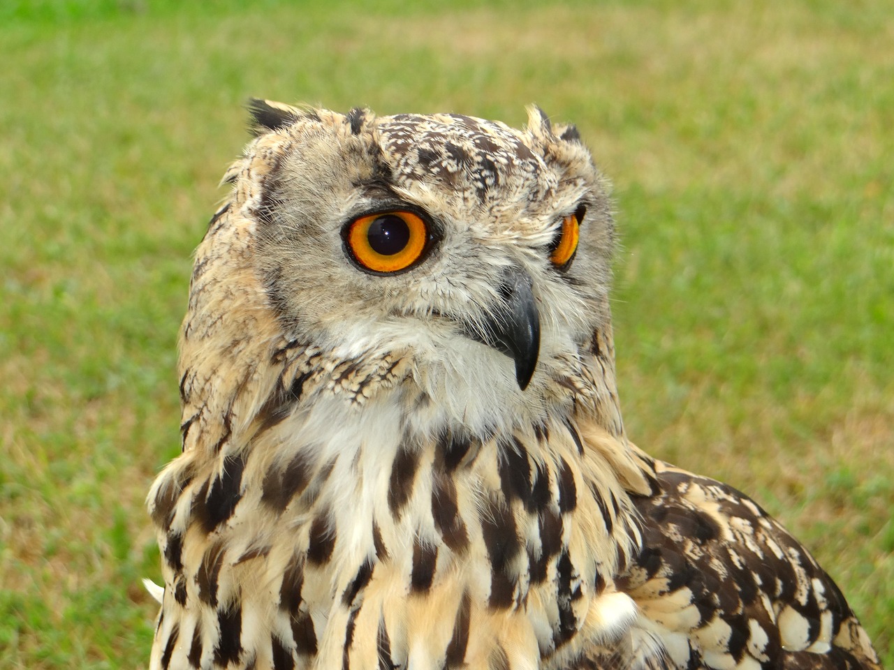 sowa bird pharaoh eagle owl free photo