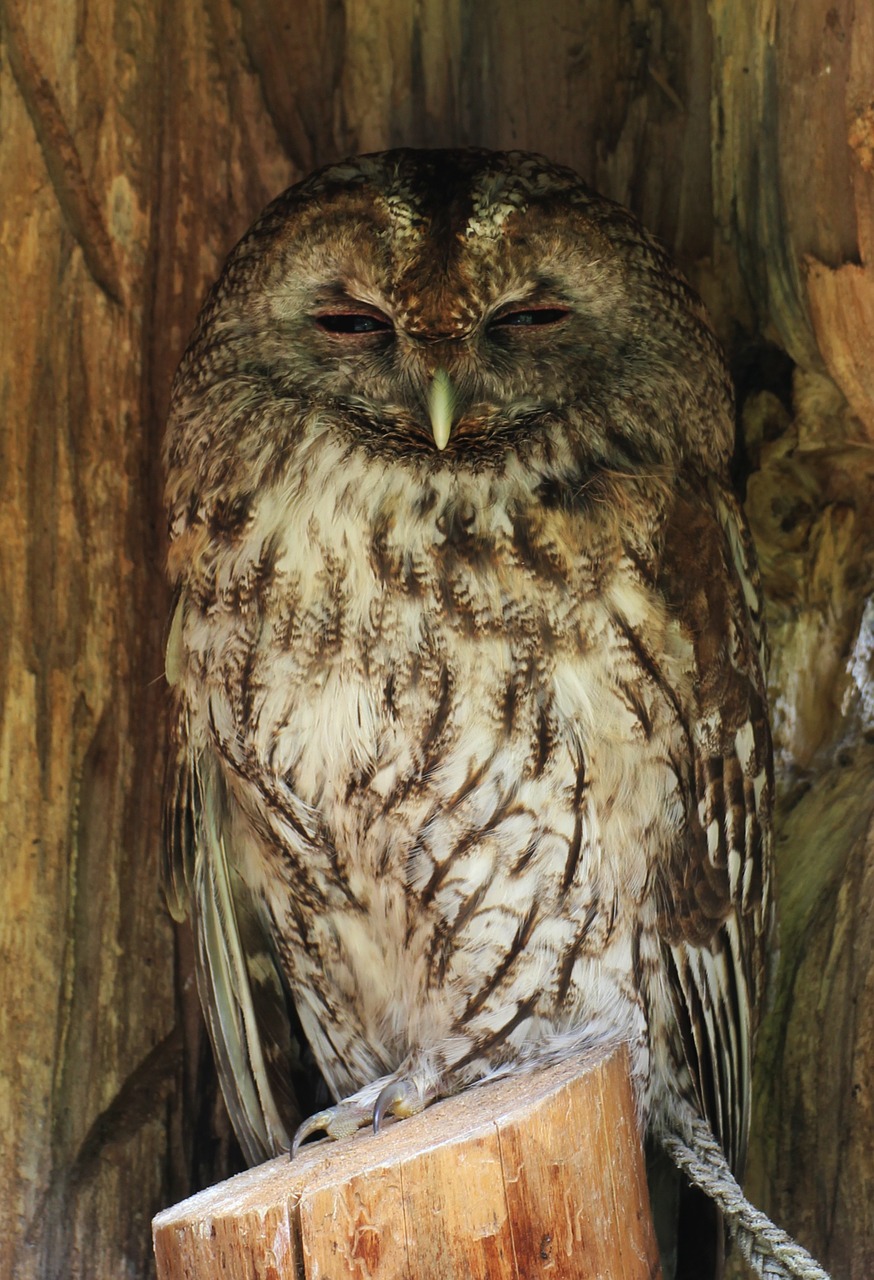 sowa bird owls free photo
