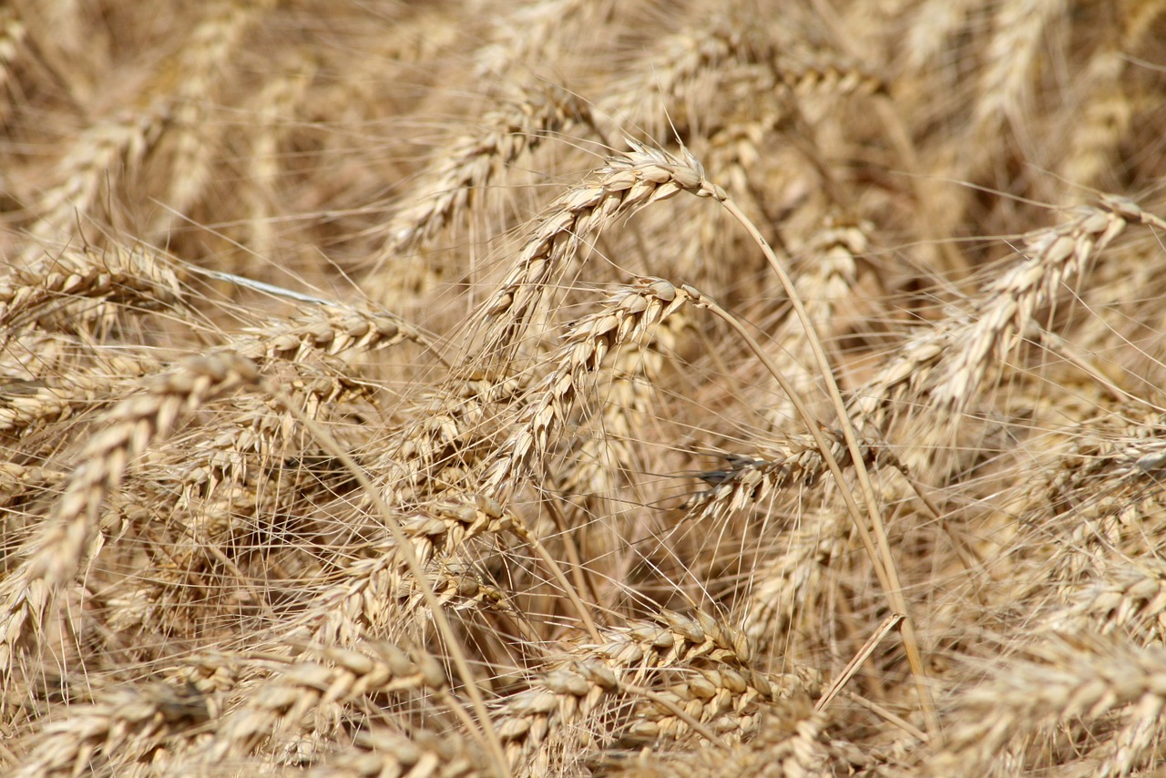 sowing harvest wheat free photo