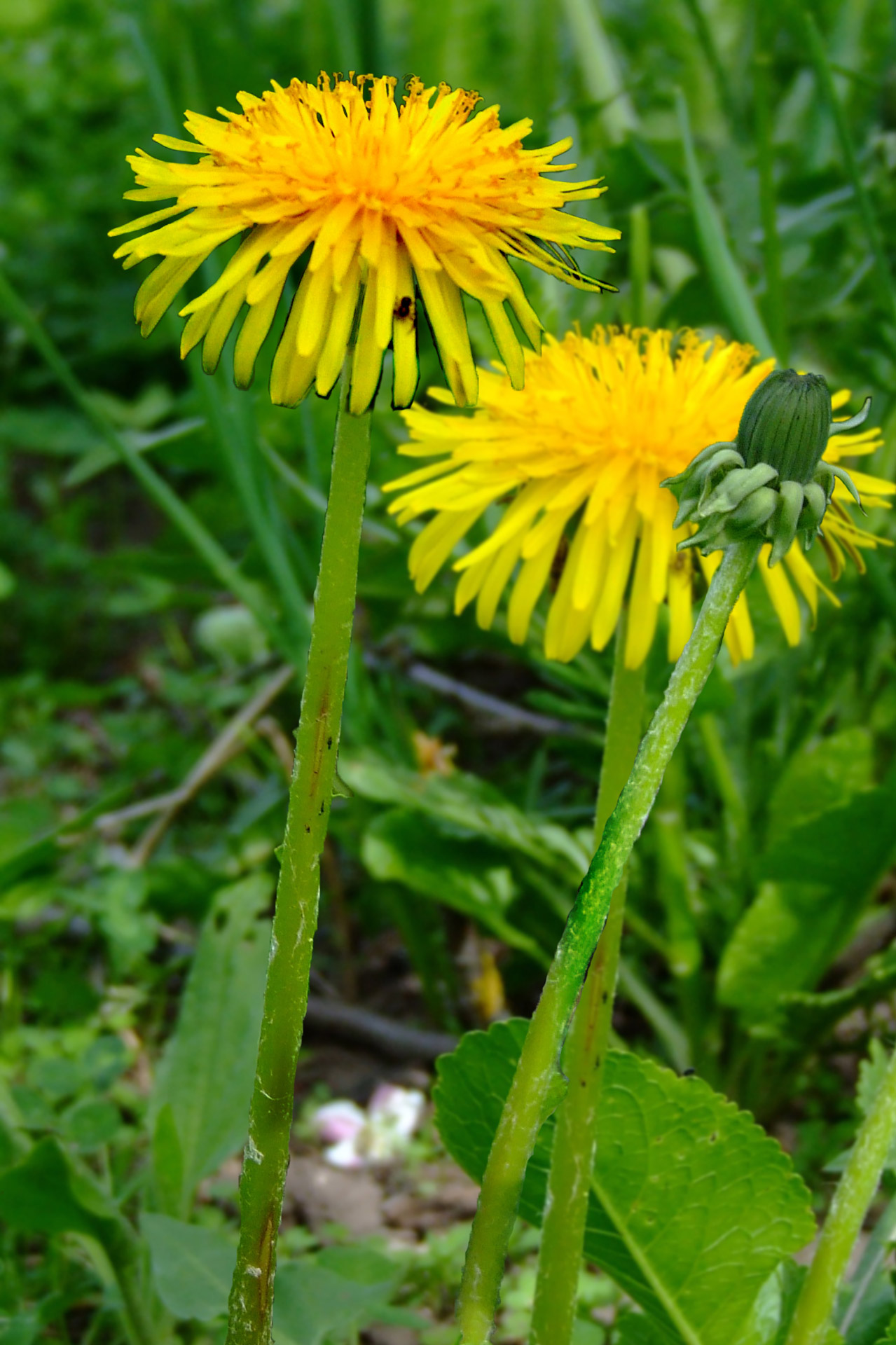sow thistle grass summer free photo