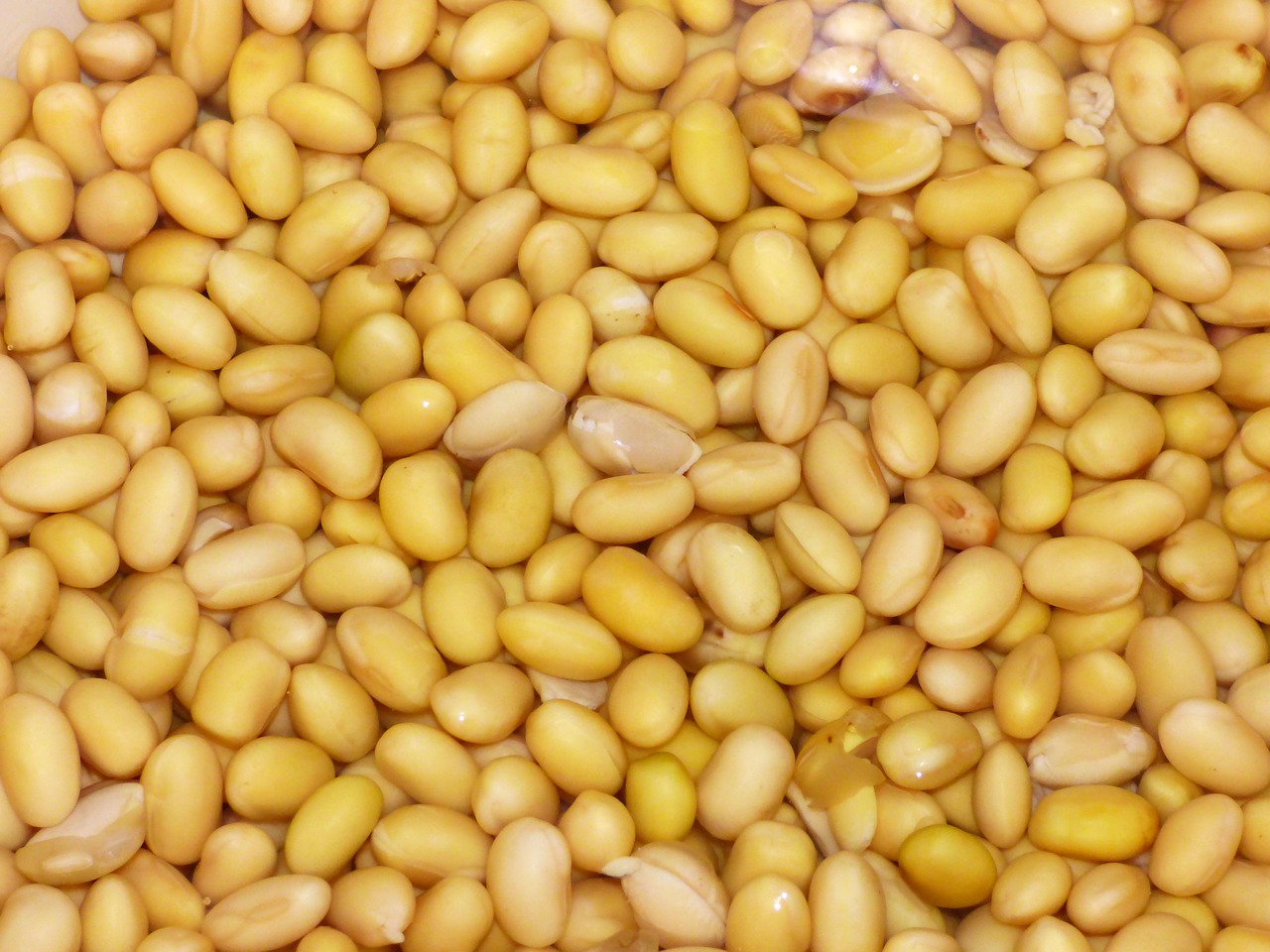 soy beans yellow free photo
