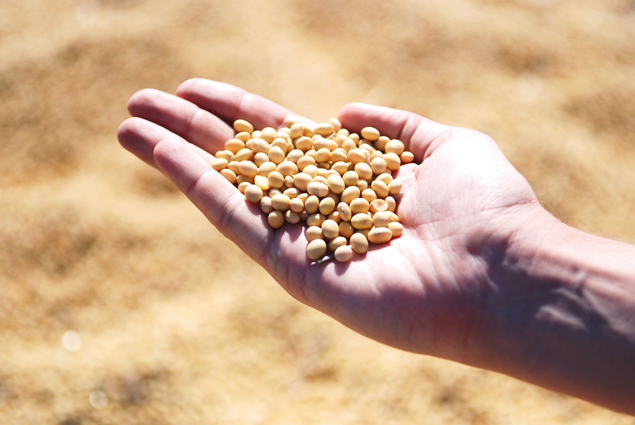 soybean hand agro free photo