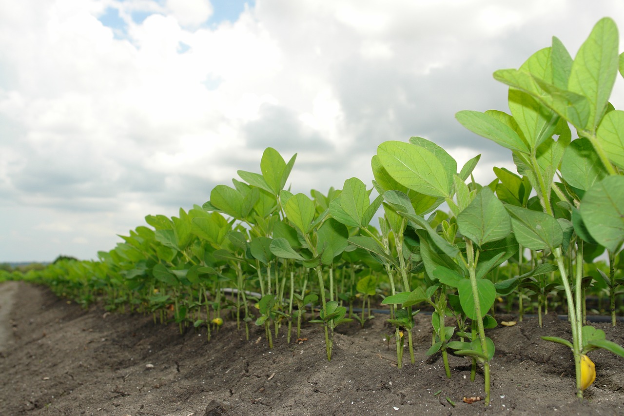 soy soybean plants free photo