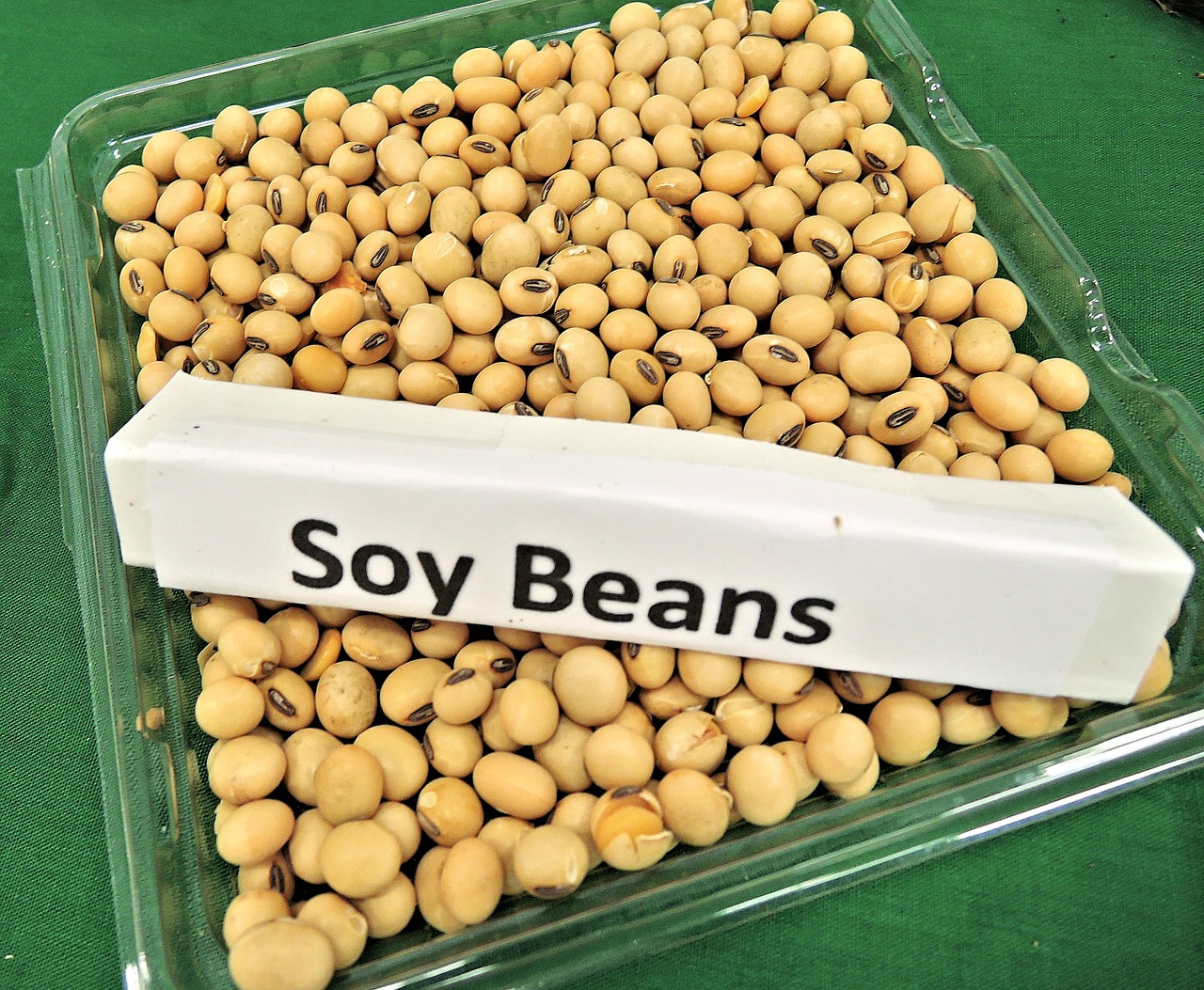 soy beans animal feed soy oil free photo