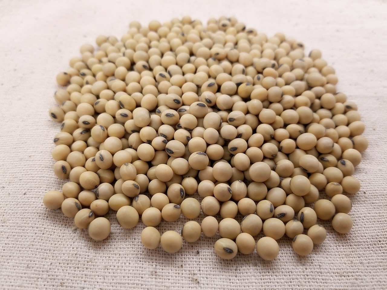 soybean  soybeans  soy free photo