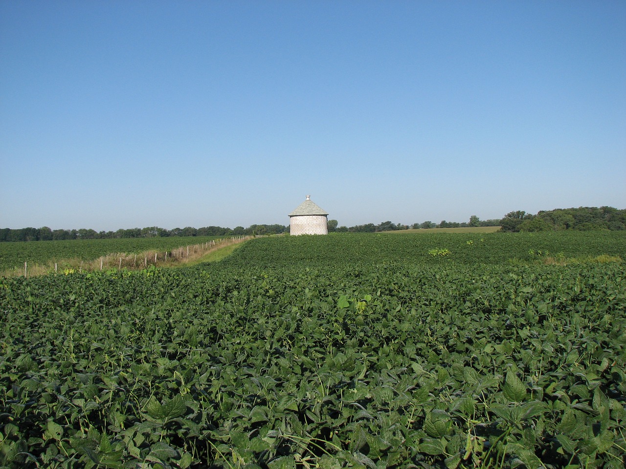 soybean field silo free photo
