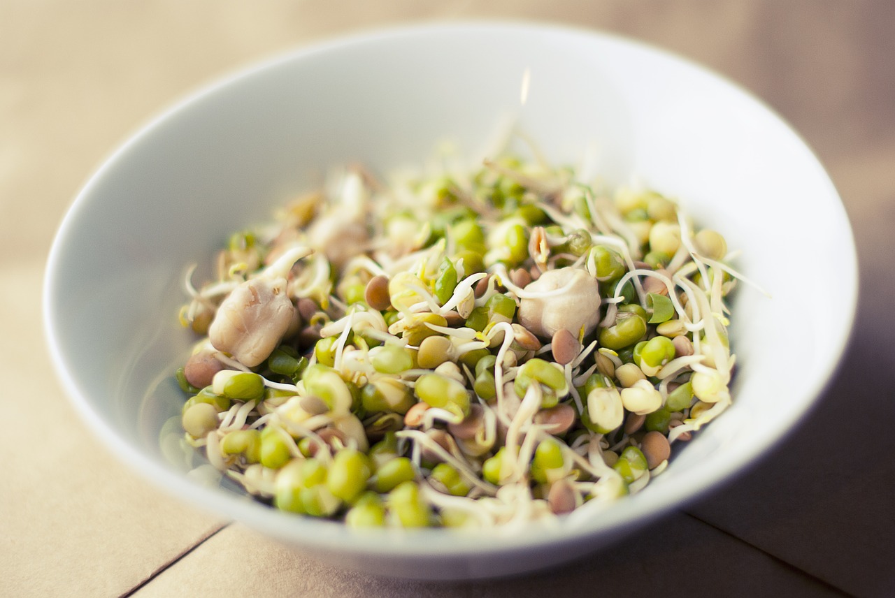 soybean sprouts soya free photo