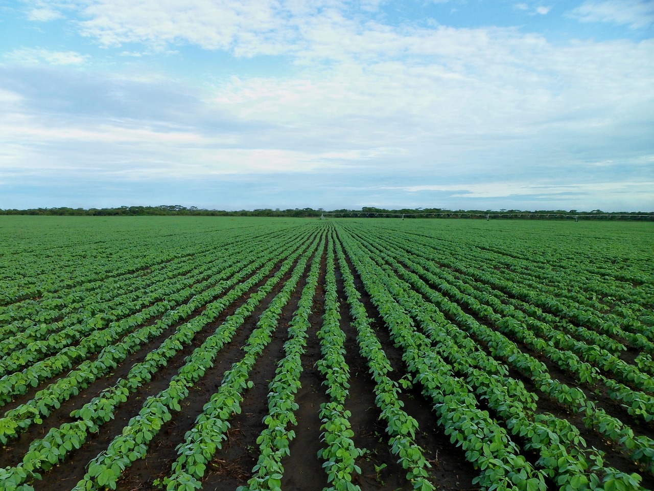soybean field farming field free photo