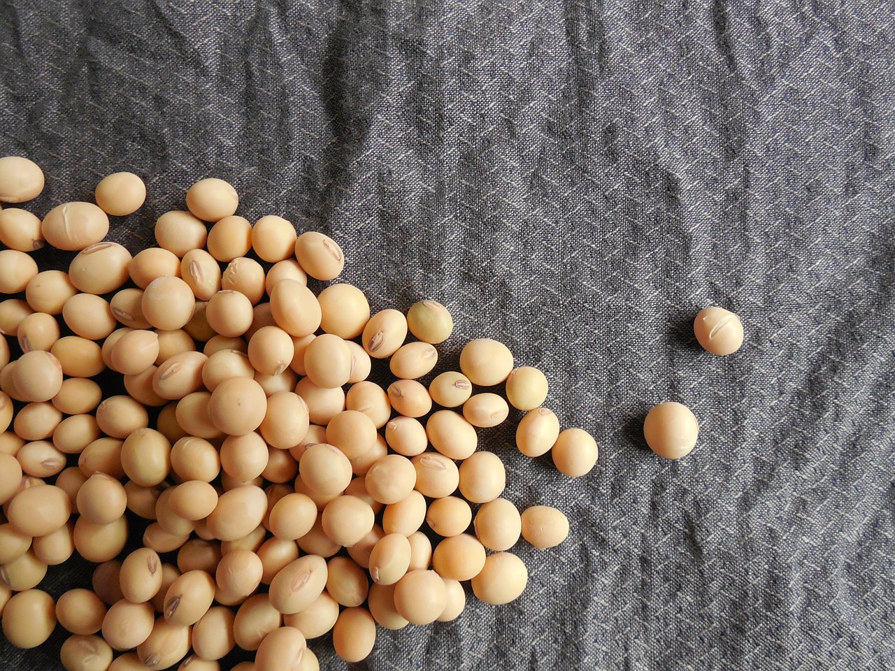 soybeans beans soy free photo