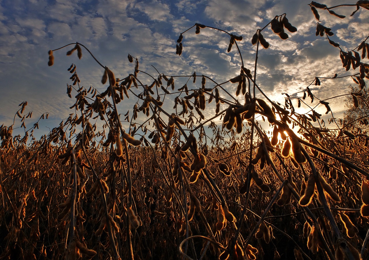 soybeans harvest agriculture free photo