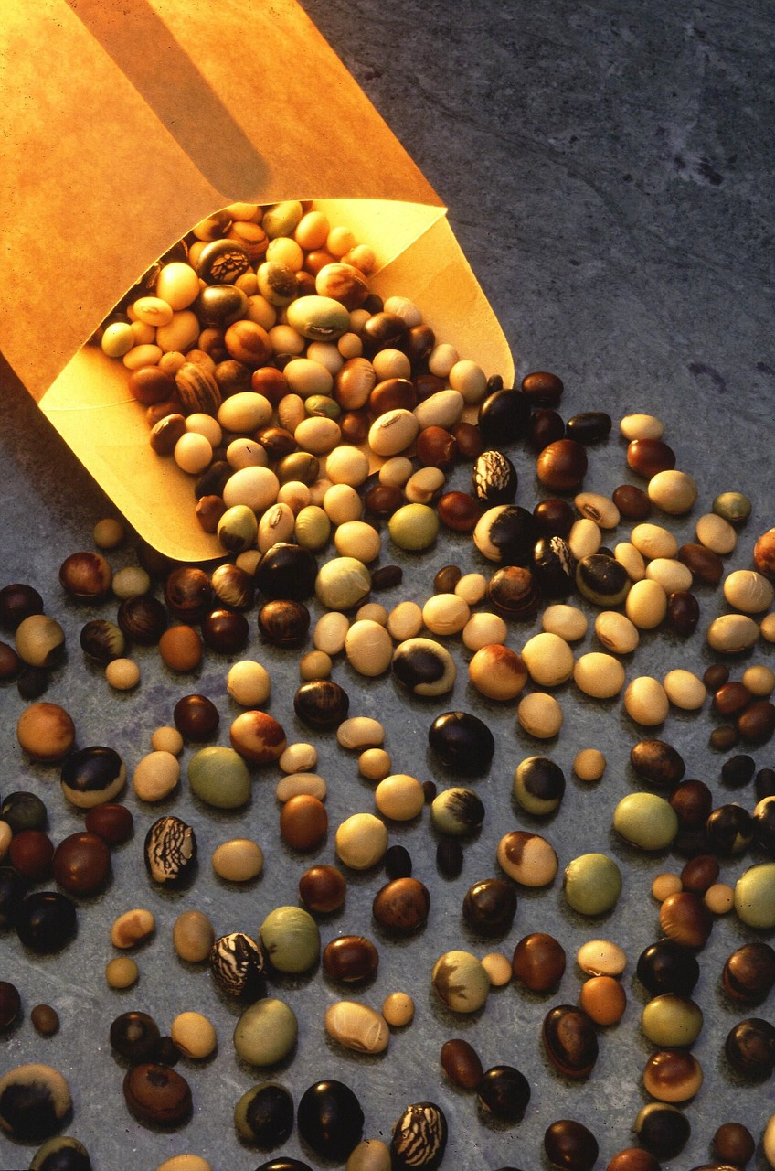 soybeans colored multi free photo