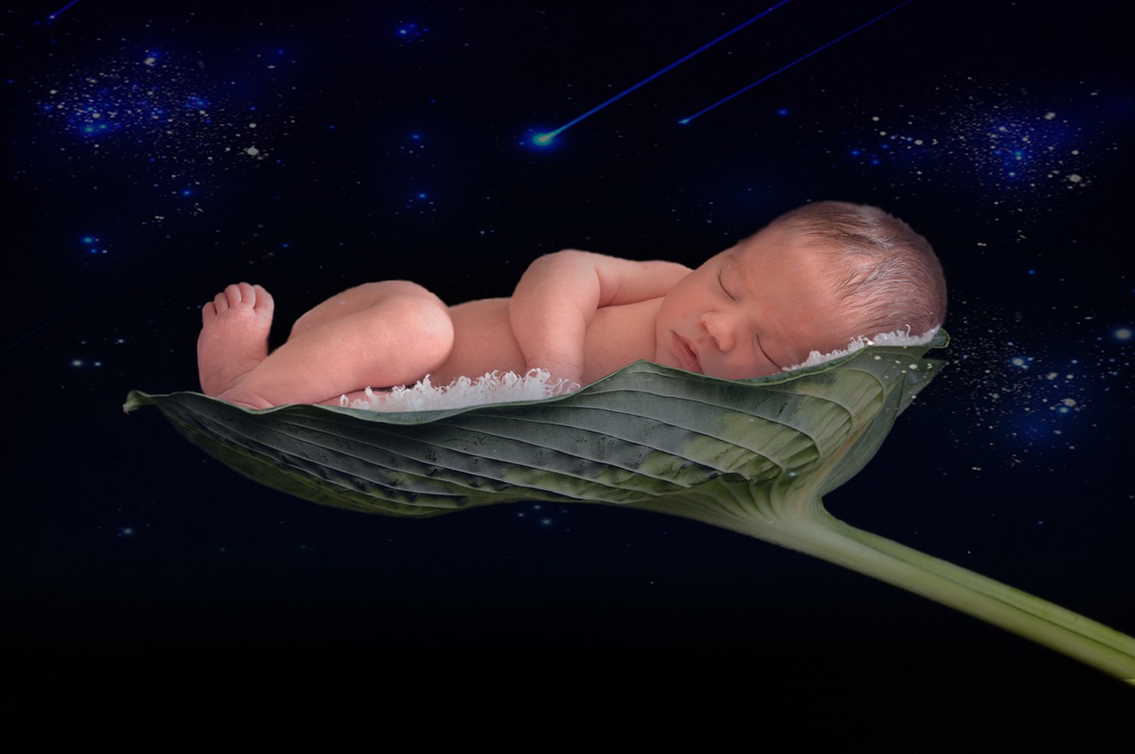 newborn baby leaf space free photo