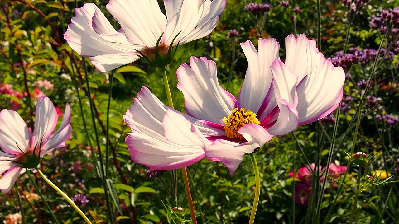 space flower nature free photo