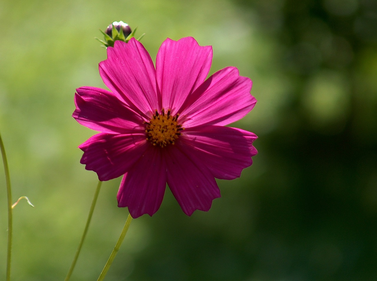 space flower garden free photo