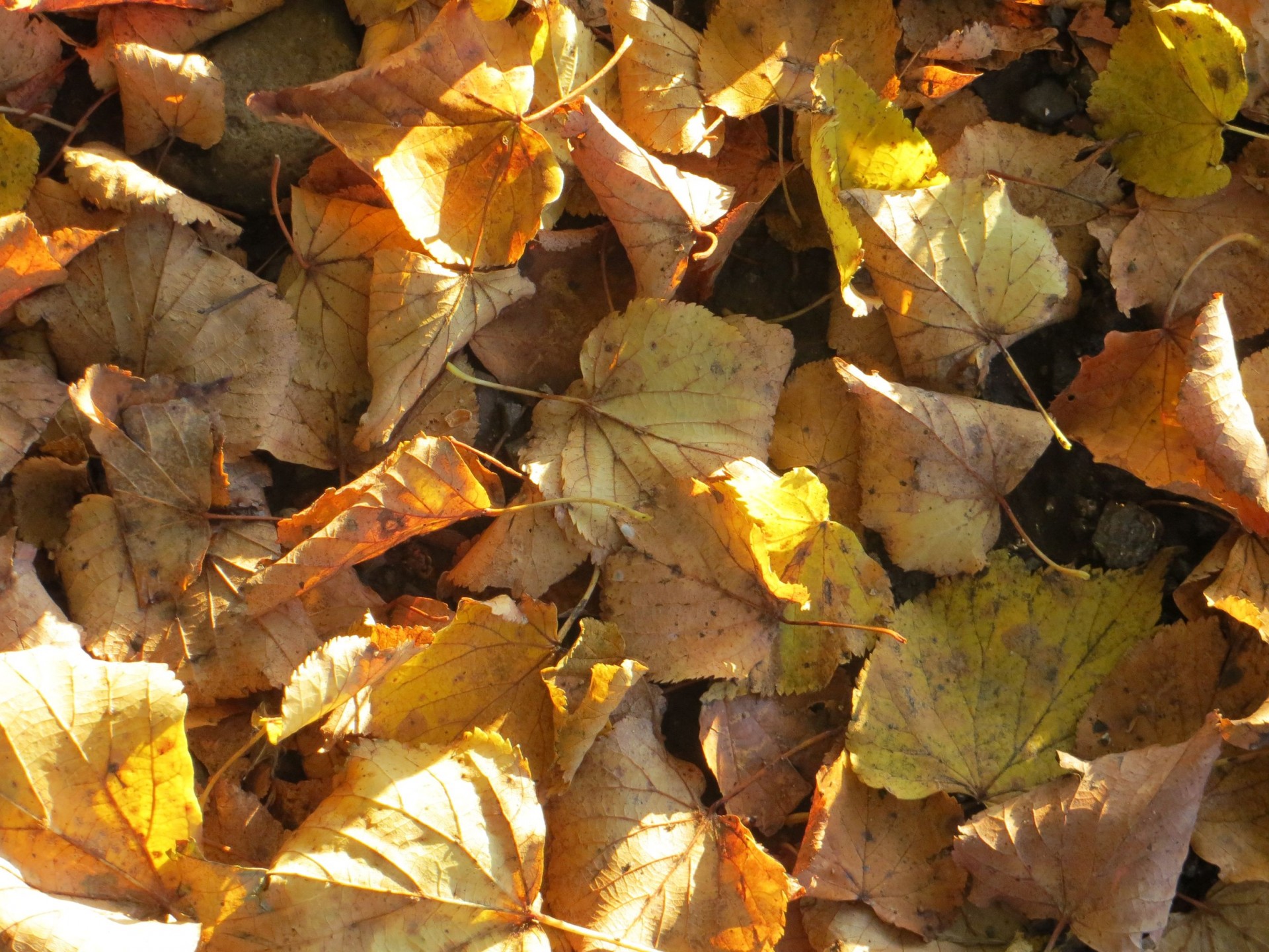 autumn leaves fallen leaves free photo