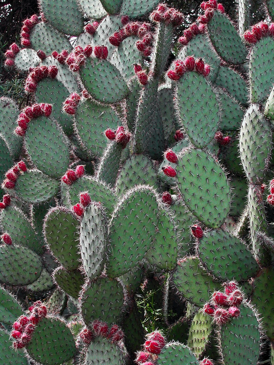 spain catalonia cacti free photo