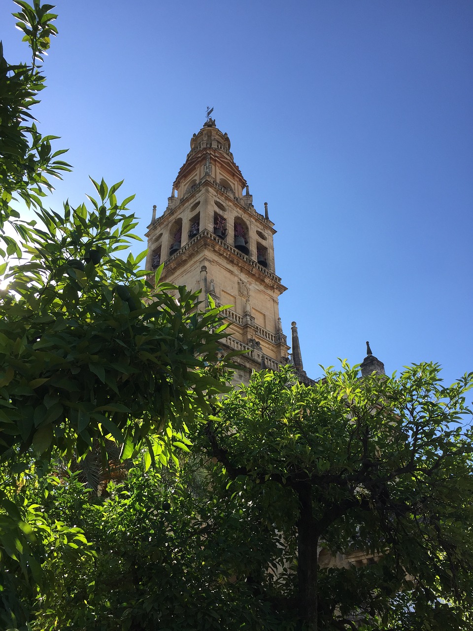 spain cordoba tree free photo