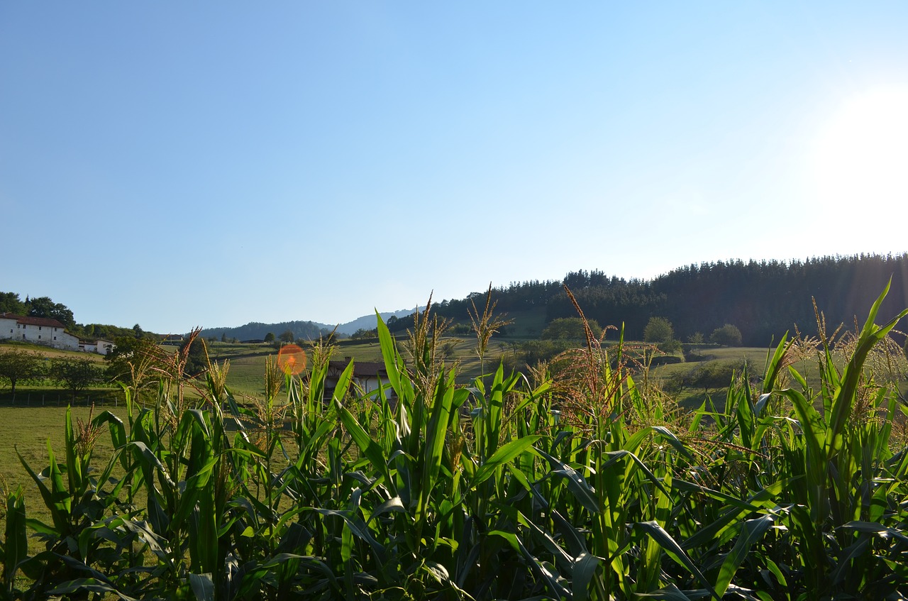 spain nature summer free photo