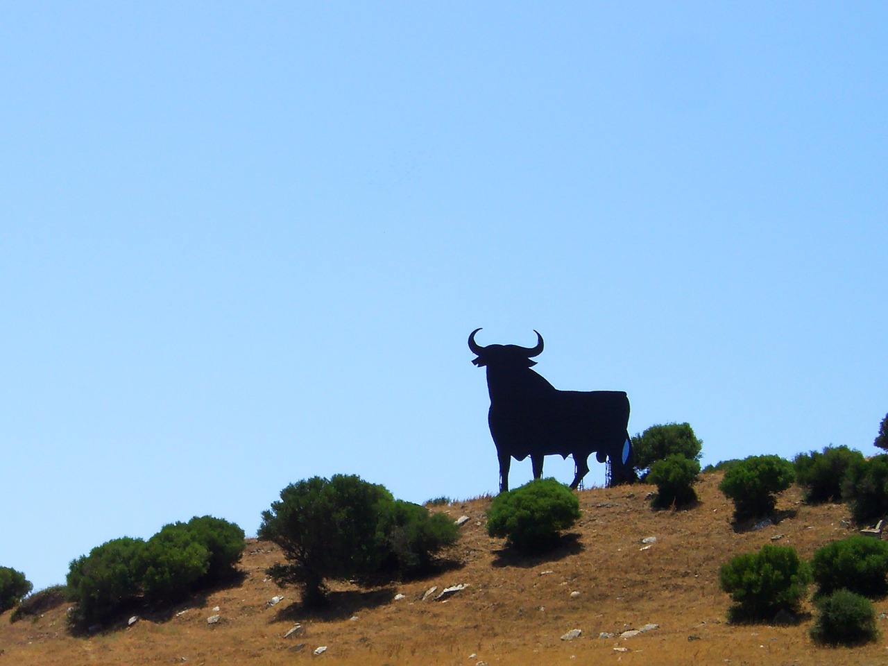 spain bull andalusia free photo