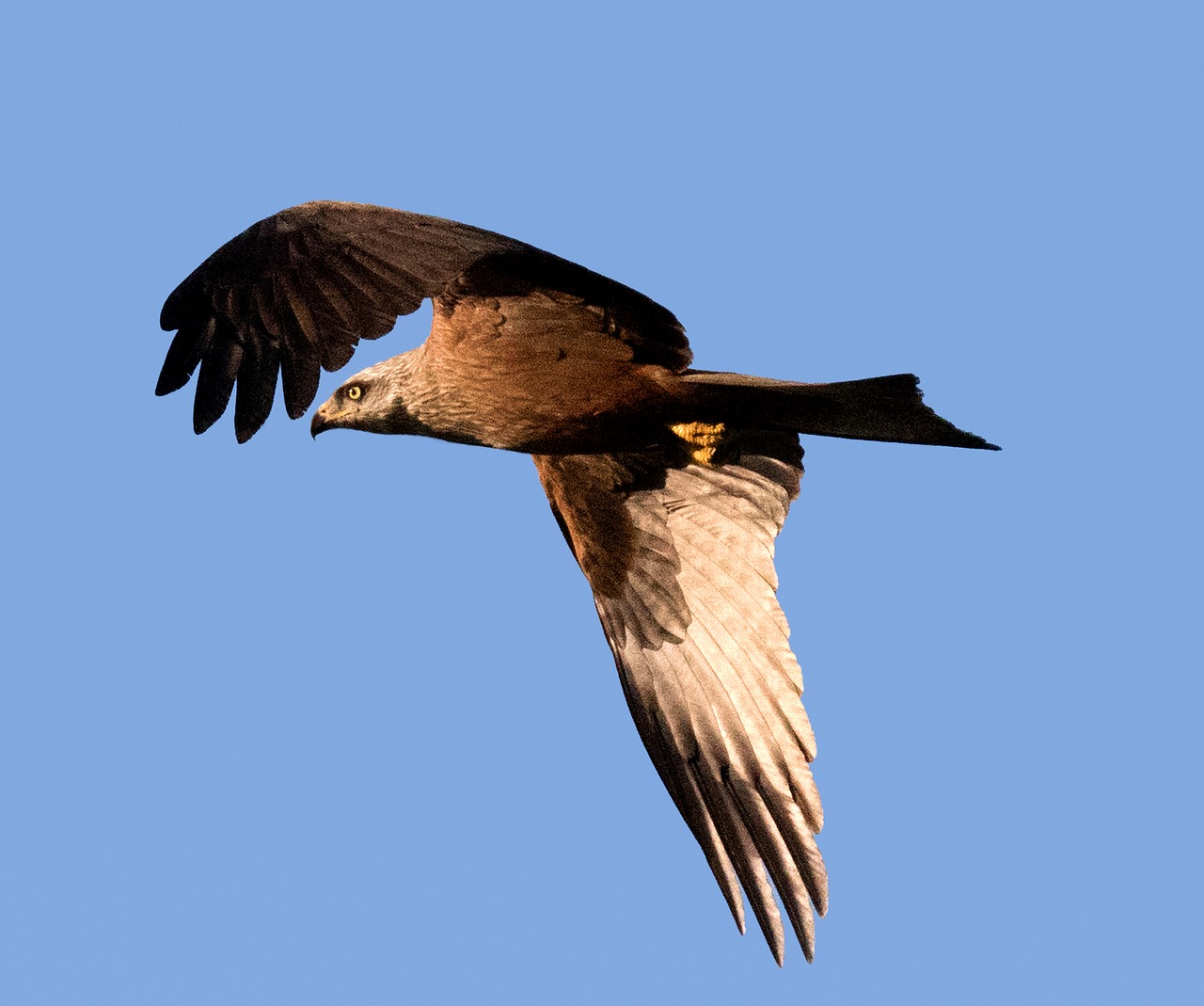 spain imperial eagle raptor free photo