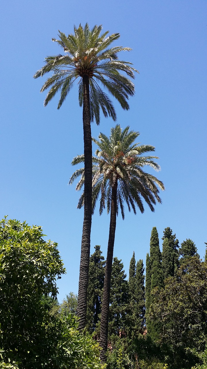 spain blue sky palm tree free photo