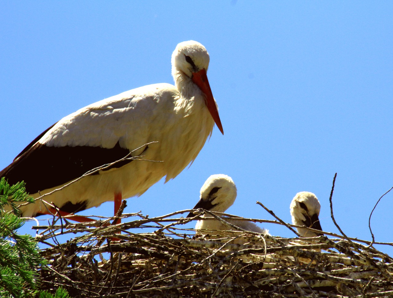 spain storks nest free photo